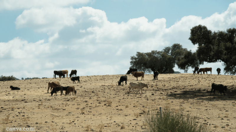 Grazing cattle in the highland fields of Spain