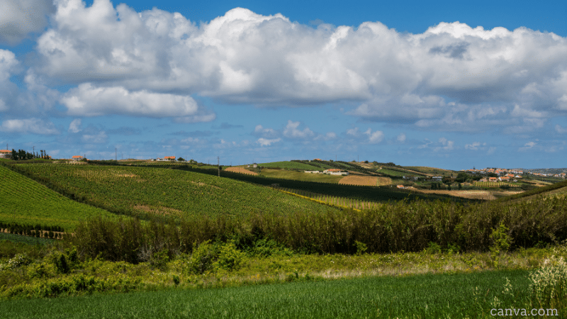 Agriculture in Torres Vedras, Portugal: canva.com