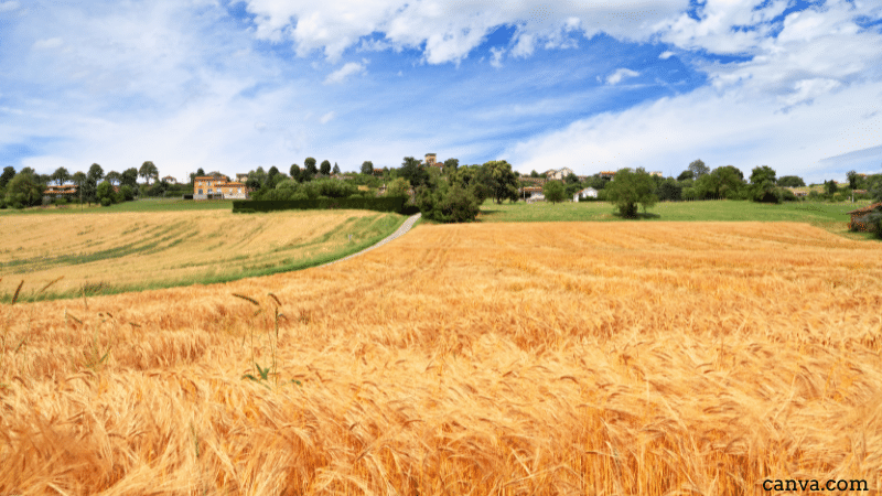 Field in Provence, France: canva.com