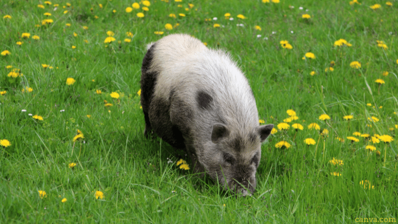 Pig on a meadow