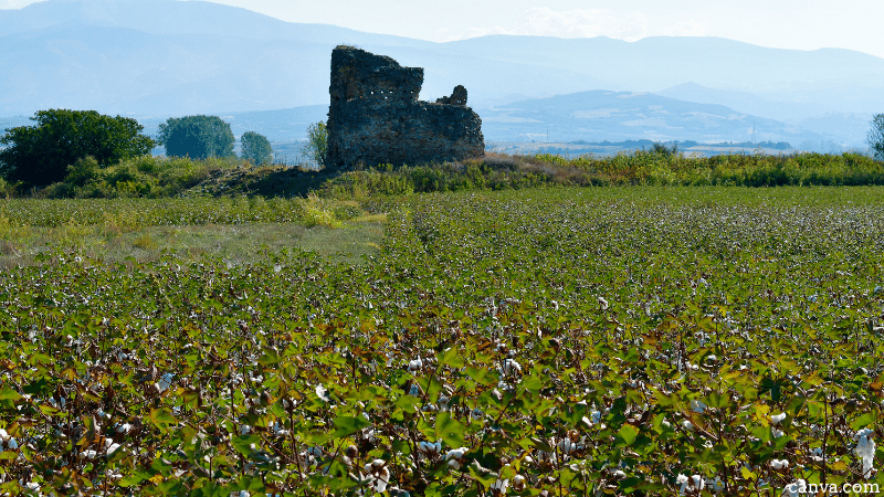 Cotton field in front of ancient amphiepolis in Greece