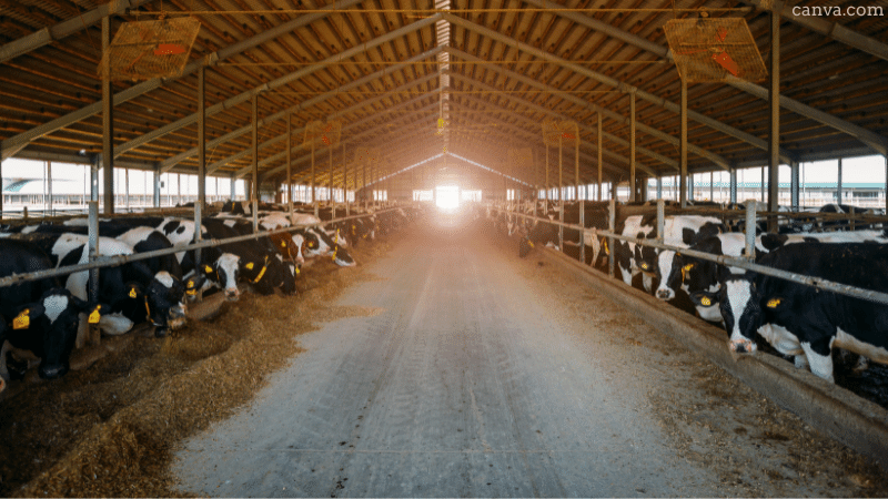 Dairy cows in stall