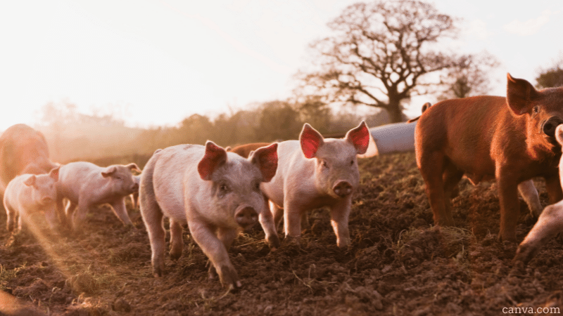 Piglets in barnyard