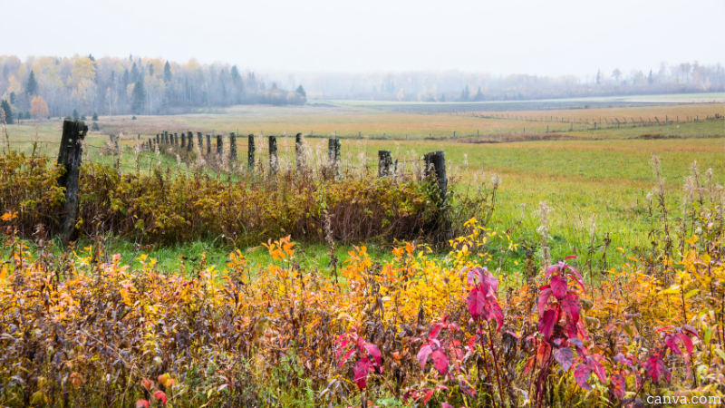 Field with wild flowers in autumn: canva.com
