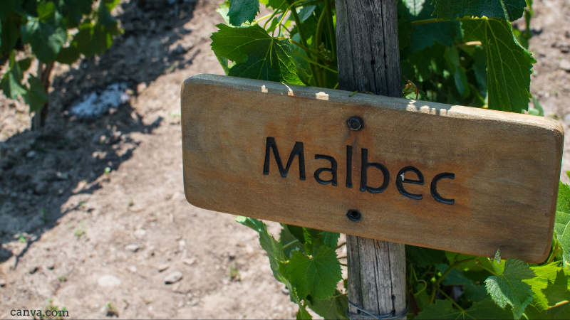 Vine production, Chile