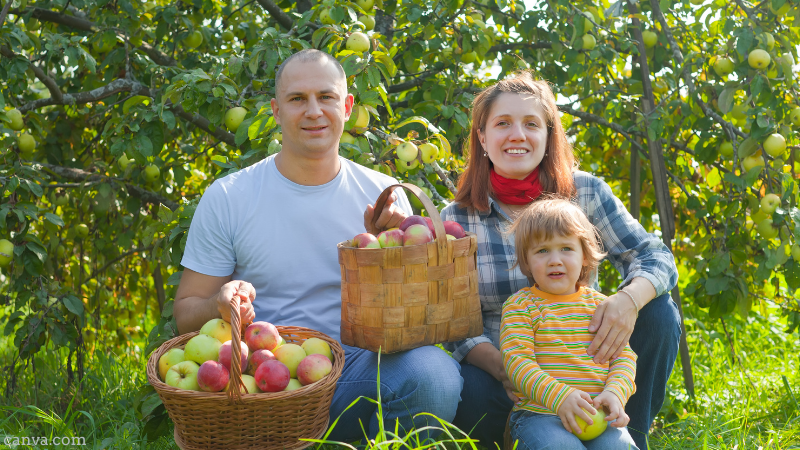a family, man woman child, in garden with apples