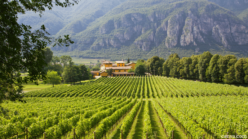 Grape plantation in Trento, Italy