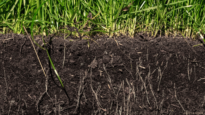 Cross section of grass and soil