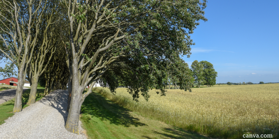 A wheat field with trees in Denmark