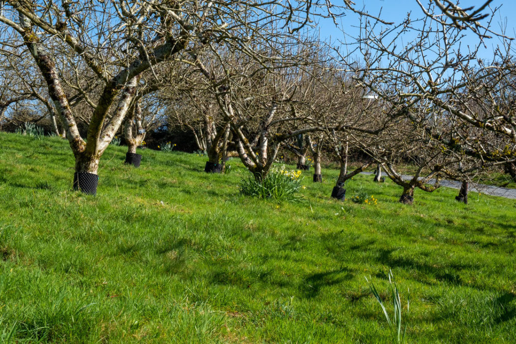 One of the many ISSA's apple orchards © Adèle Violette