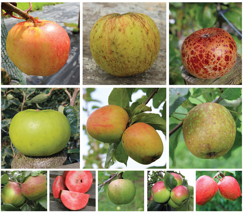 Apples: Irish Seeds Savers