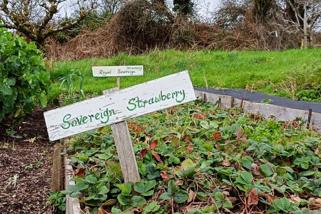 A variety of strawberry grown in the gardens of the Irish Seed Savers Association © Adèle Violette