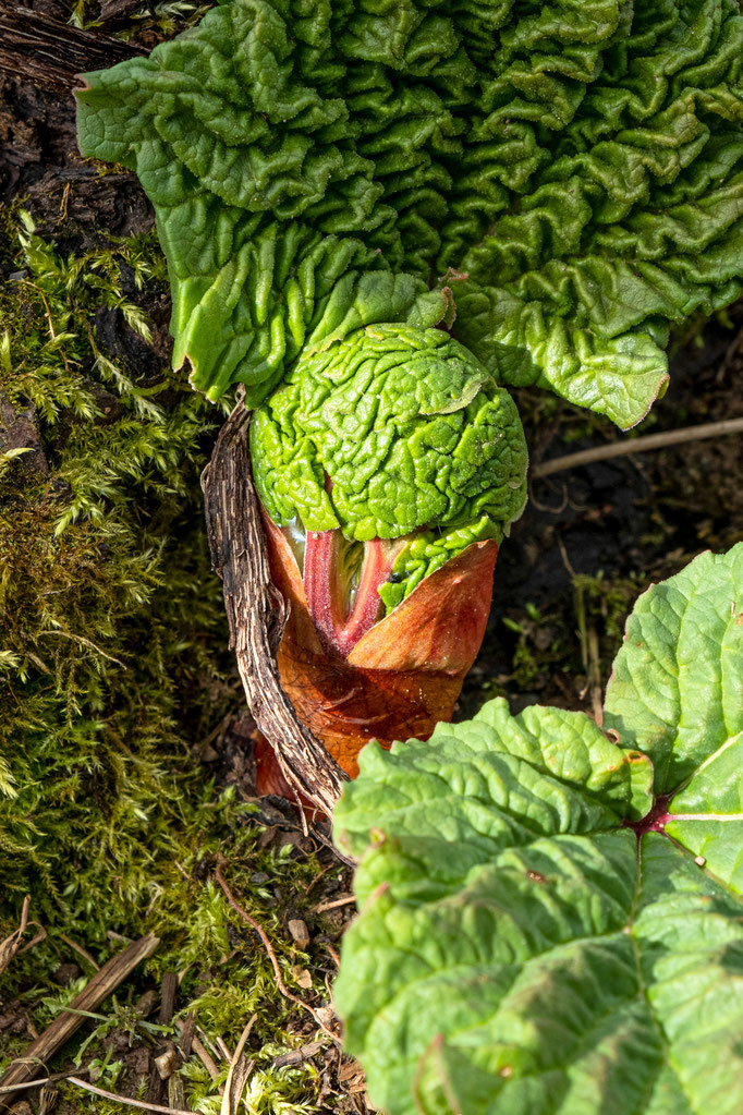 Some crops we cross in the Irish Seed Savers' gardens by the end of Winter © Adèle Violette