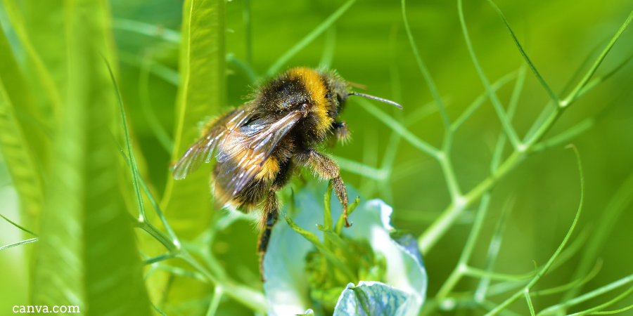 Bumble bee on a flower