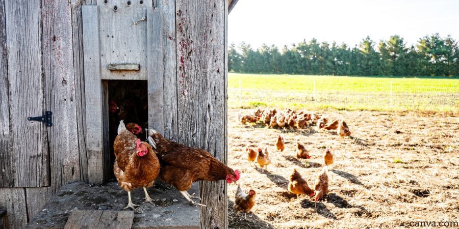 A chicken coop