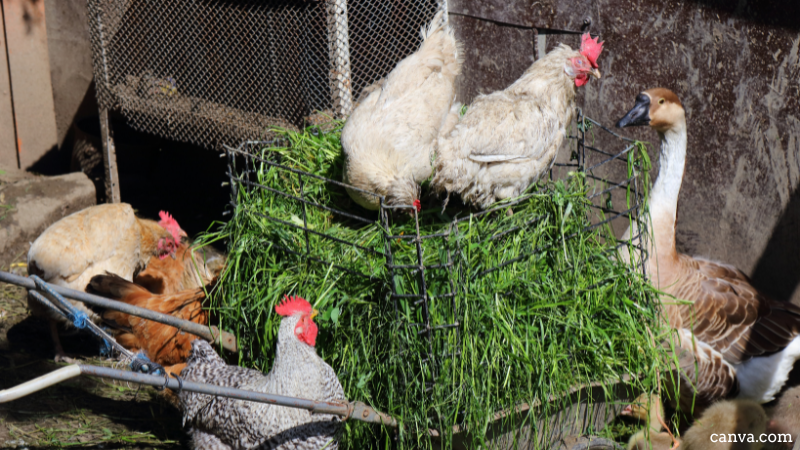 Chicken farm in Cywiec, Poland