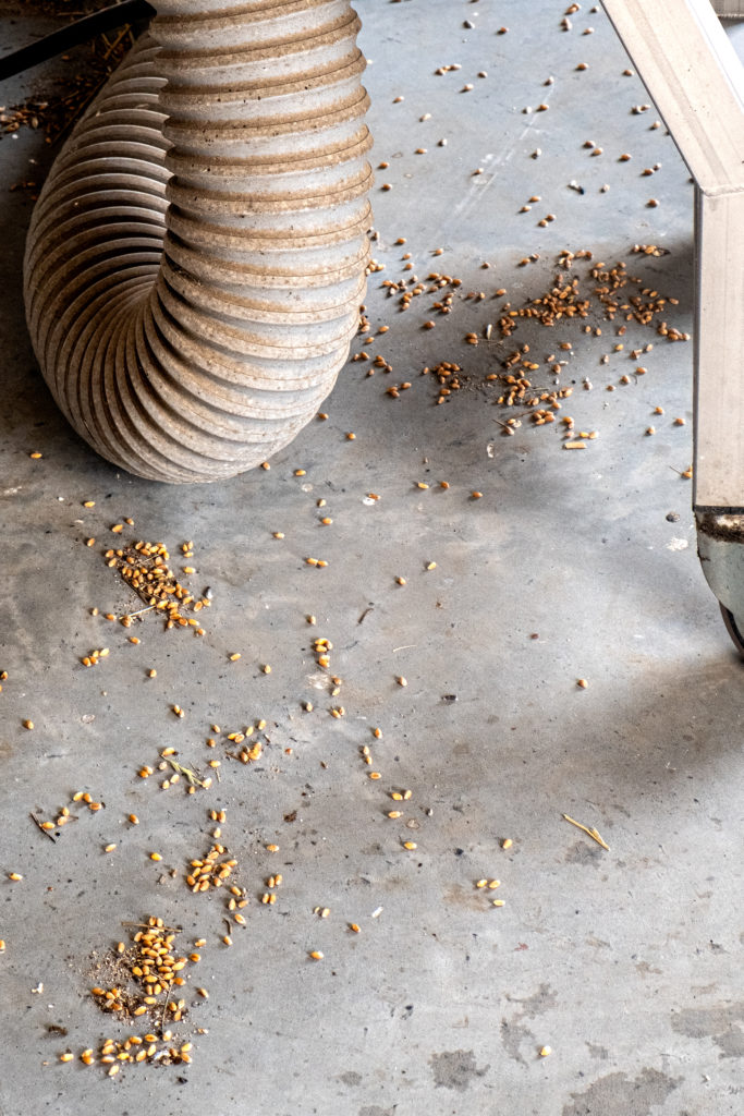 Grains of wheat lying on the ground © Adèle Violette