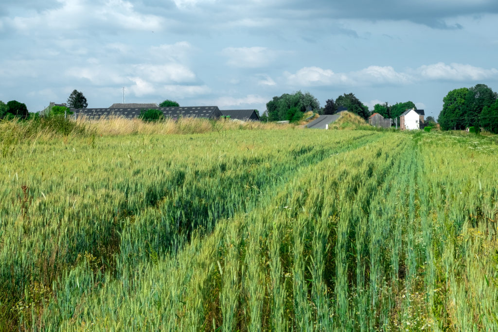  The Corioule farm in Assesse, with its fields of organic cereals © Adèle Violette 