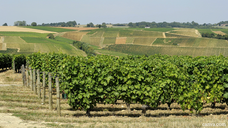 Vineyard, France