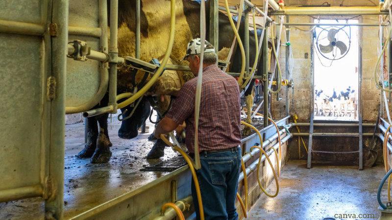 Farmer milking dairy cows