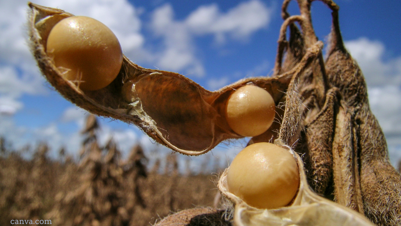 Ripe soy beans